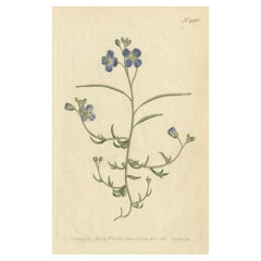 Exquisite 1800 Blue Wildflower Botanical Engraving – A Rare Floral Masterpiece