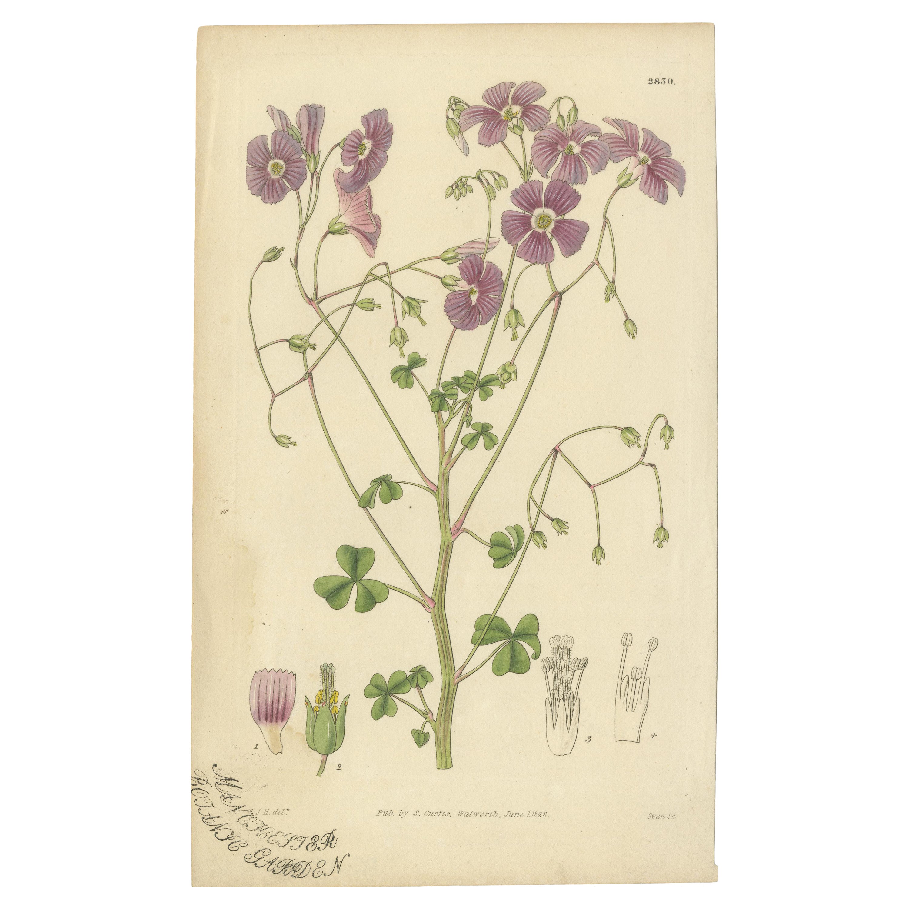 Botanical Illustration of Pink Wood-Sorrel – A Delightful Antique Floral Print