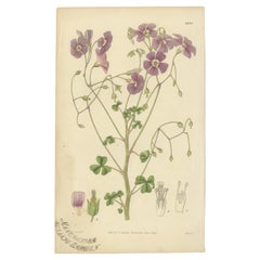 Botanical Illustration of Pink Wood-Sorrel – A Delightful Antique Floral Print