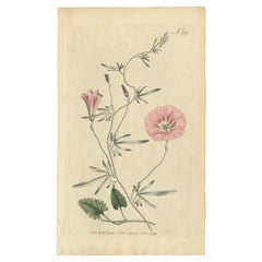 Antique Botanical Engraving of Convolvulus - Rare 1797 Floral Print by Curtis