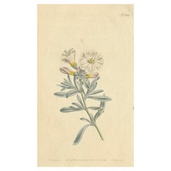 Antique Botanical Engraving of Silverbush - Rare 1799 Floral Print by Curtis