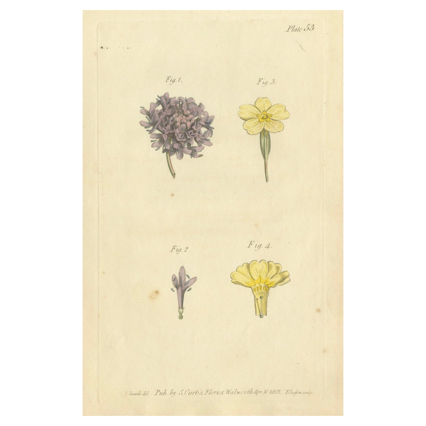 Antique Botanical Engraving of Dyer's Alkanet and Primrose Varieties - 1803