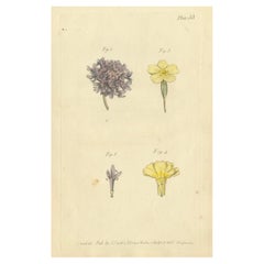 Antique Botanical Engraving of Dyer's Alkanet and Primrose Varieties - 1803