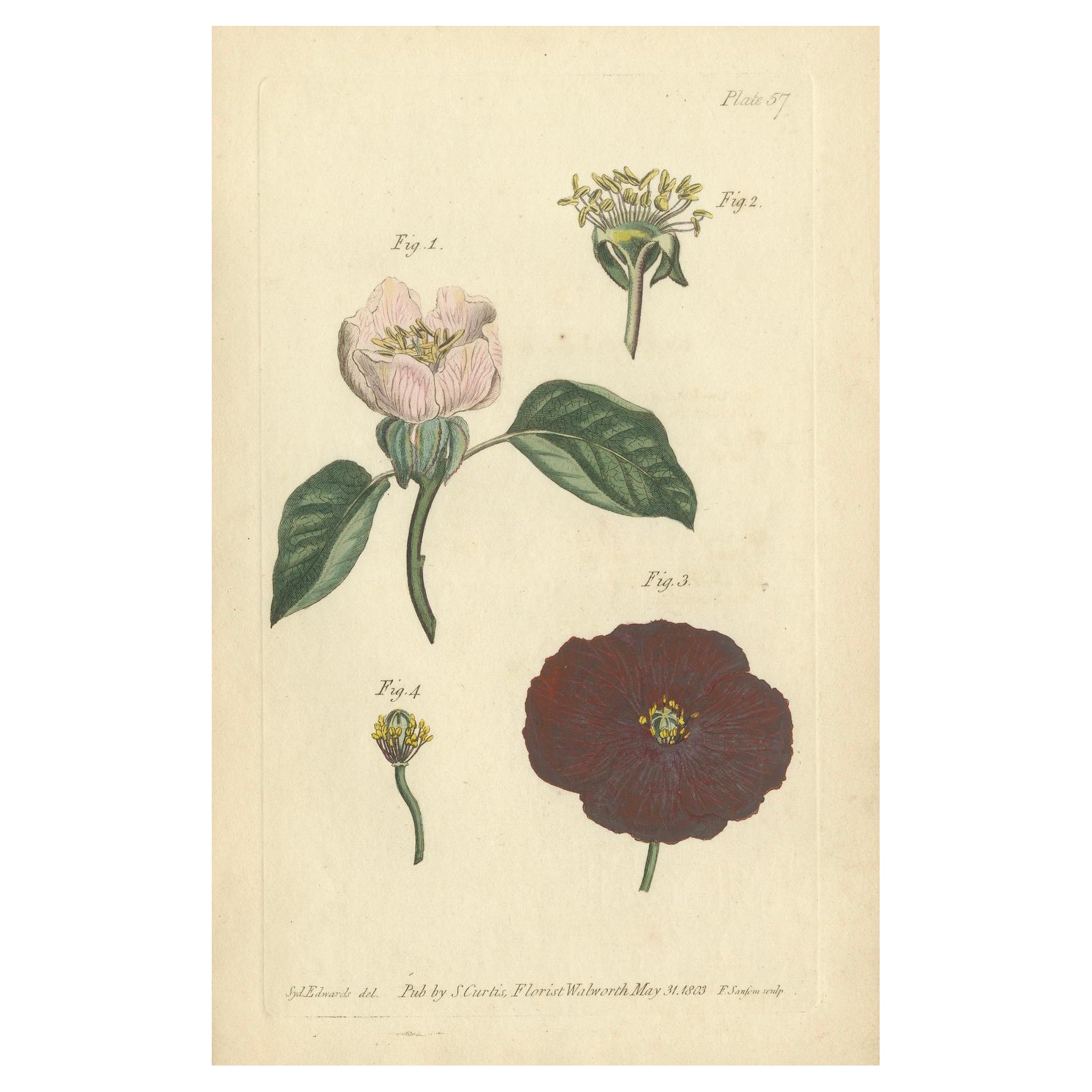 Grabado botánico antiguo de manzano en flor y malva - Impresión floral de 1803