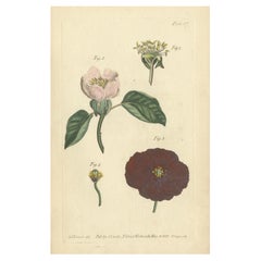 Antique Botanical Engraving of Apple Blossom and Mallow - 1803 Floral Print