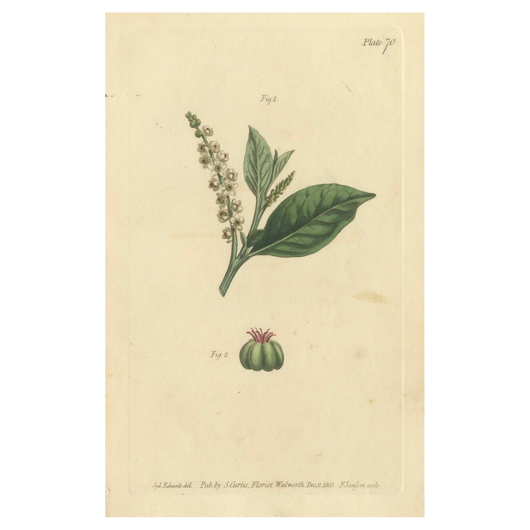 Grabado botánico antiguo de la hierba carmín (Phytolacca) - Impresión floral de 1803