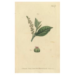Antique Botanical Engraving of Pokeweed (Phytolacca) - 1803 Floral Print