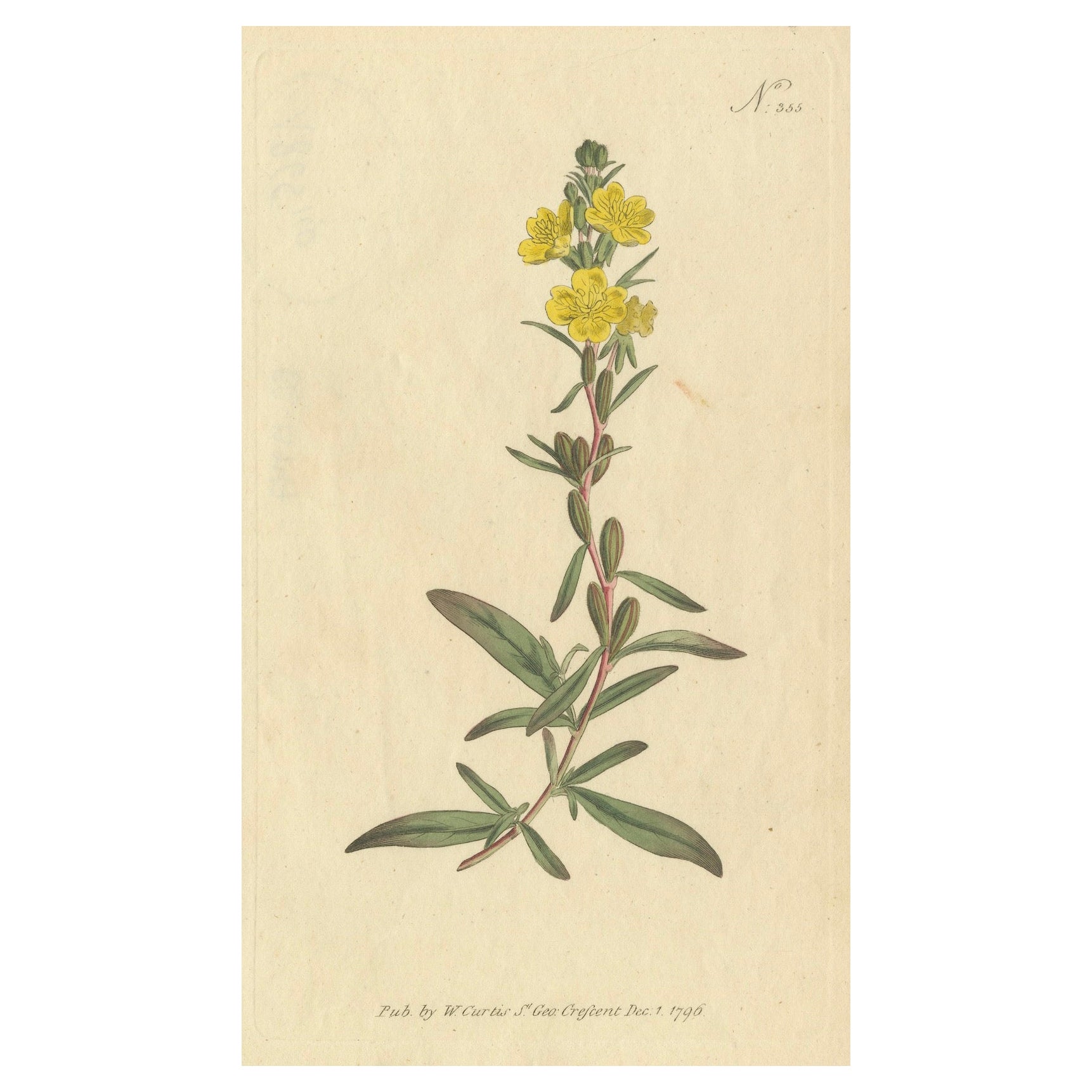 Grabado botánico de la salicaria amarilla (Lysimachia) - Rara impresión floral de 1796