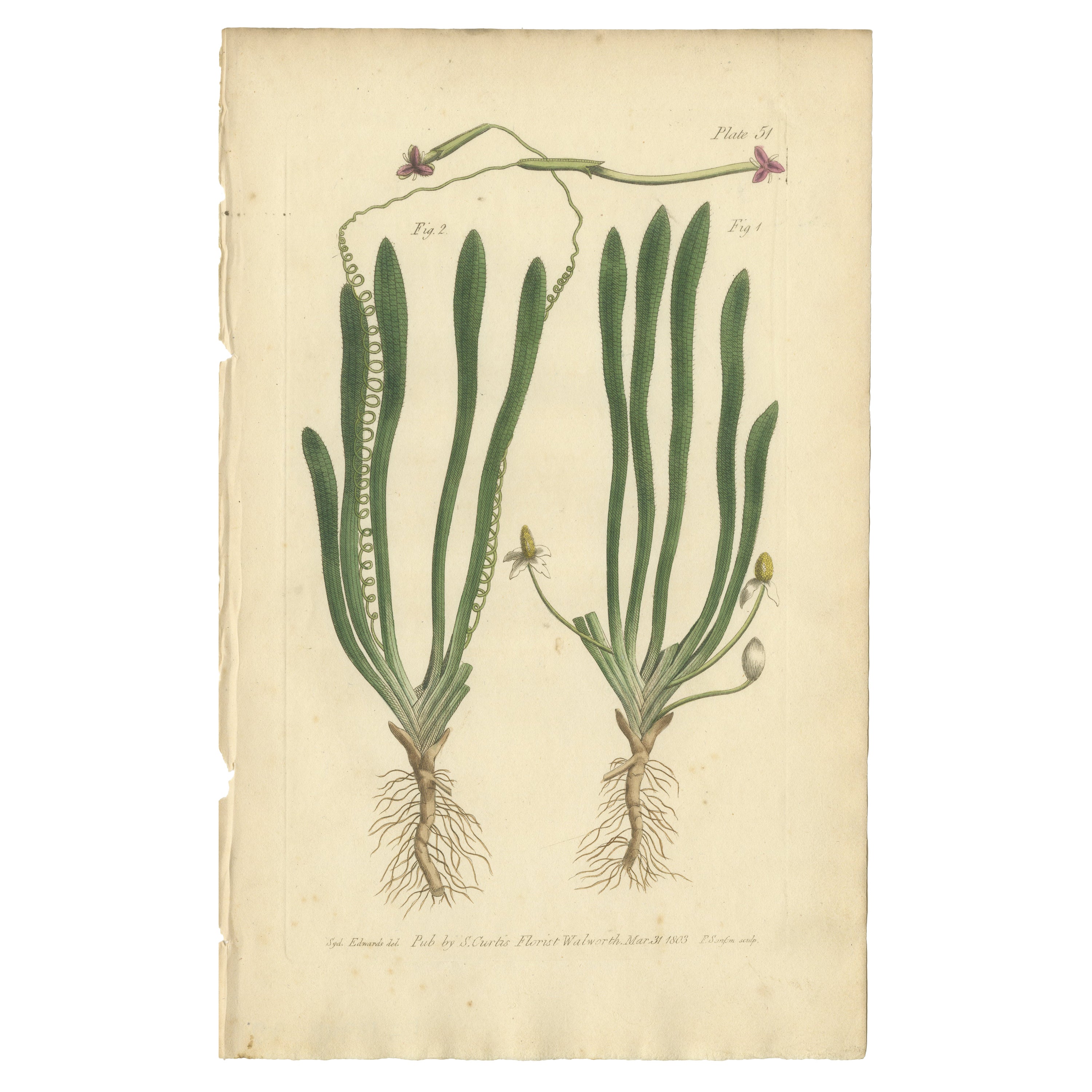 Old Botanical Engraving of Vallisneria (Tape Grass) - 1803 Aquatic Plant Print