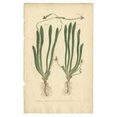 Old Botanical Engraving of Vallisneria (Tape Grass) - 1803 Aquatic Plant Print