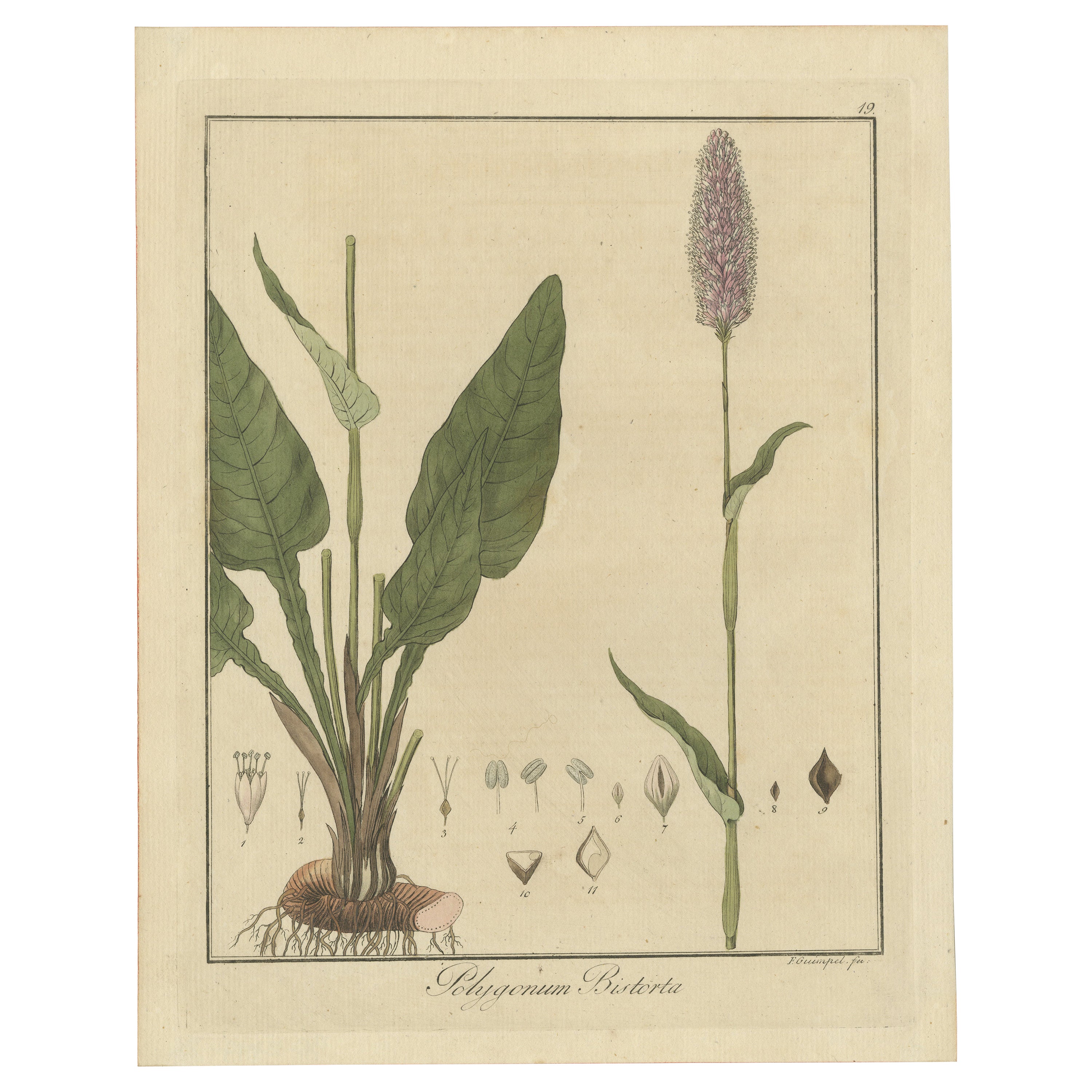 Detaillierte gravierte botanische Studie von Persicaria Bistorta oder Common Bistort, 1822 im Angebot