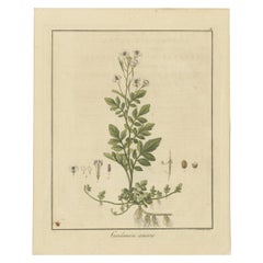 Detaillierte gravierte botanische Studie von Cardamine Amara oder Bittercress, 1822