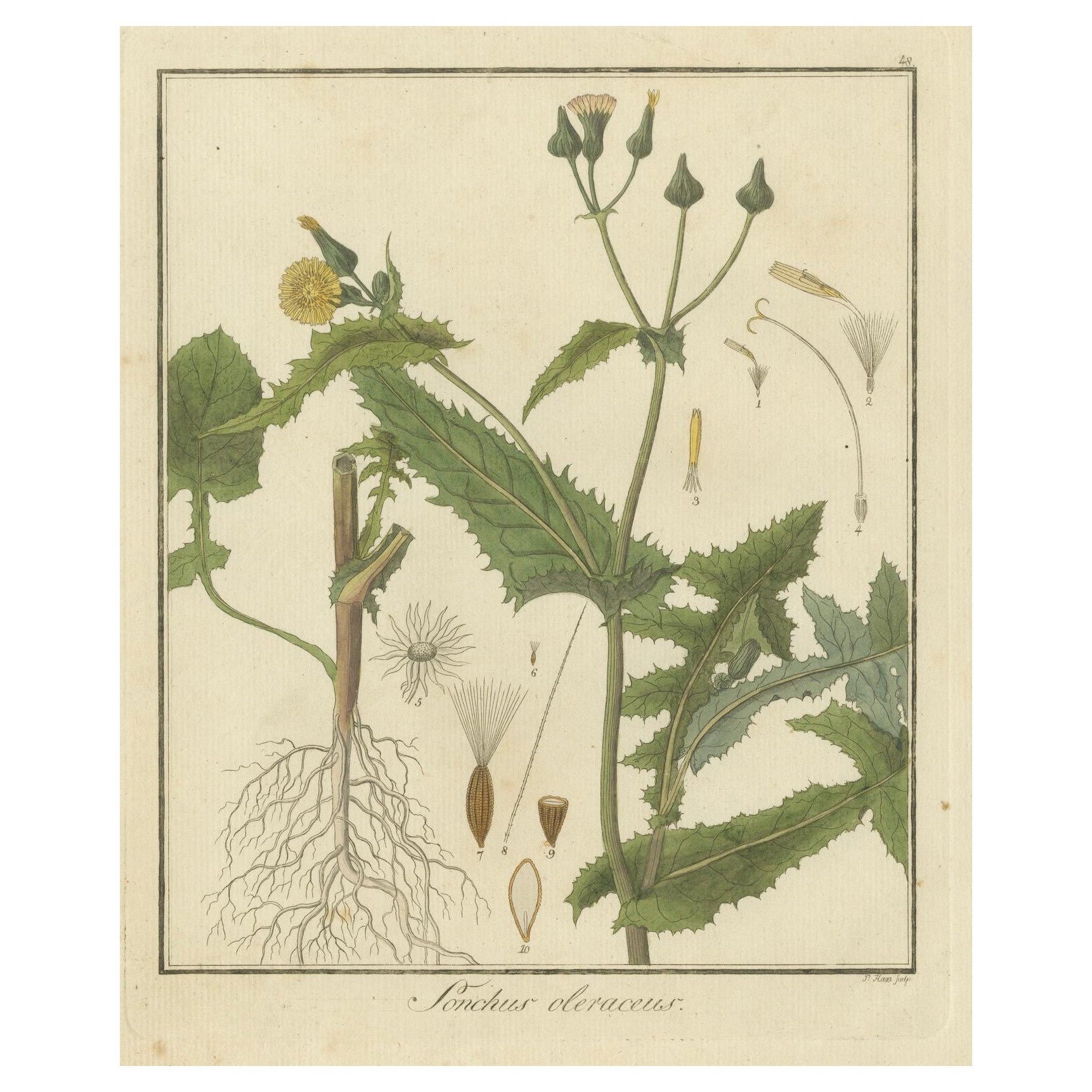 Illustrazione botanica di Sonchus Oleraceus o cardo comune delle scrofe, 1822