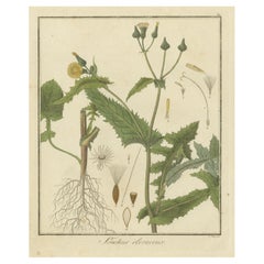 Illustrazione botanica di Sonchus Oleraceus o cardo comune delle scrofe, 1822