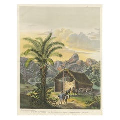 Palmiers Arecoideae à Serra dos Órgãos, Brésil, vers 1861