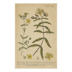 Exquisito grabado botánico de 1755 sobre la hierba de San Juan, obra de Philip Miller