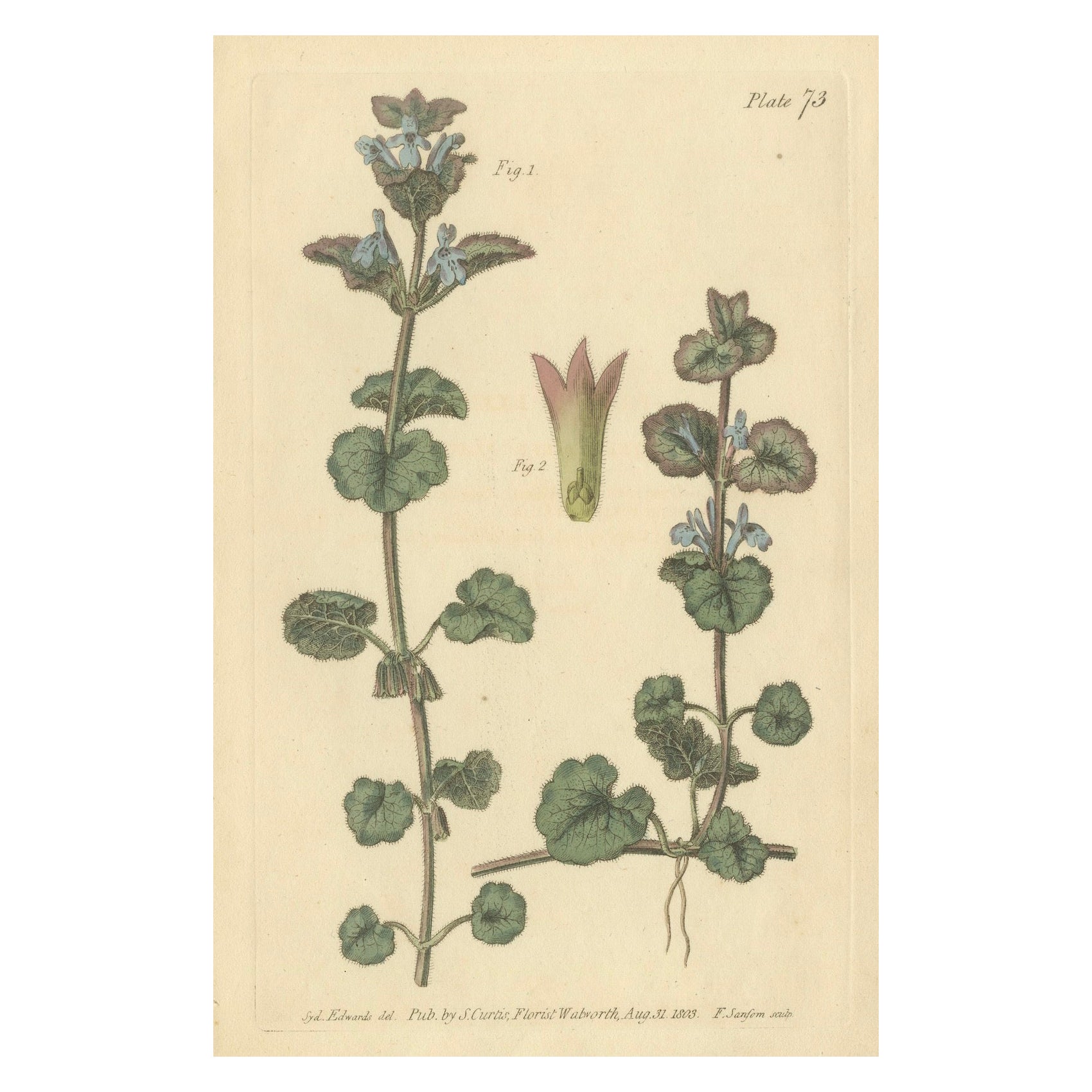 Antique Ground Ivy Botanical Engraving, Glechoma hederacea, 1805
