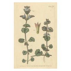 Antique Ground Ivy Botanical Engraving, Glechoma hederacea, 1805