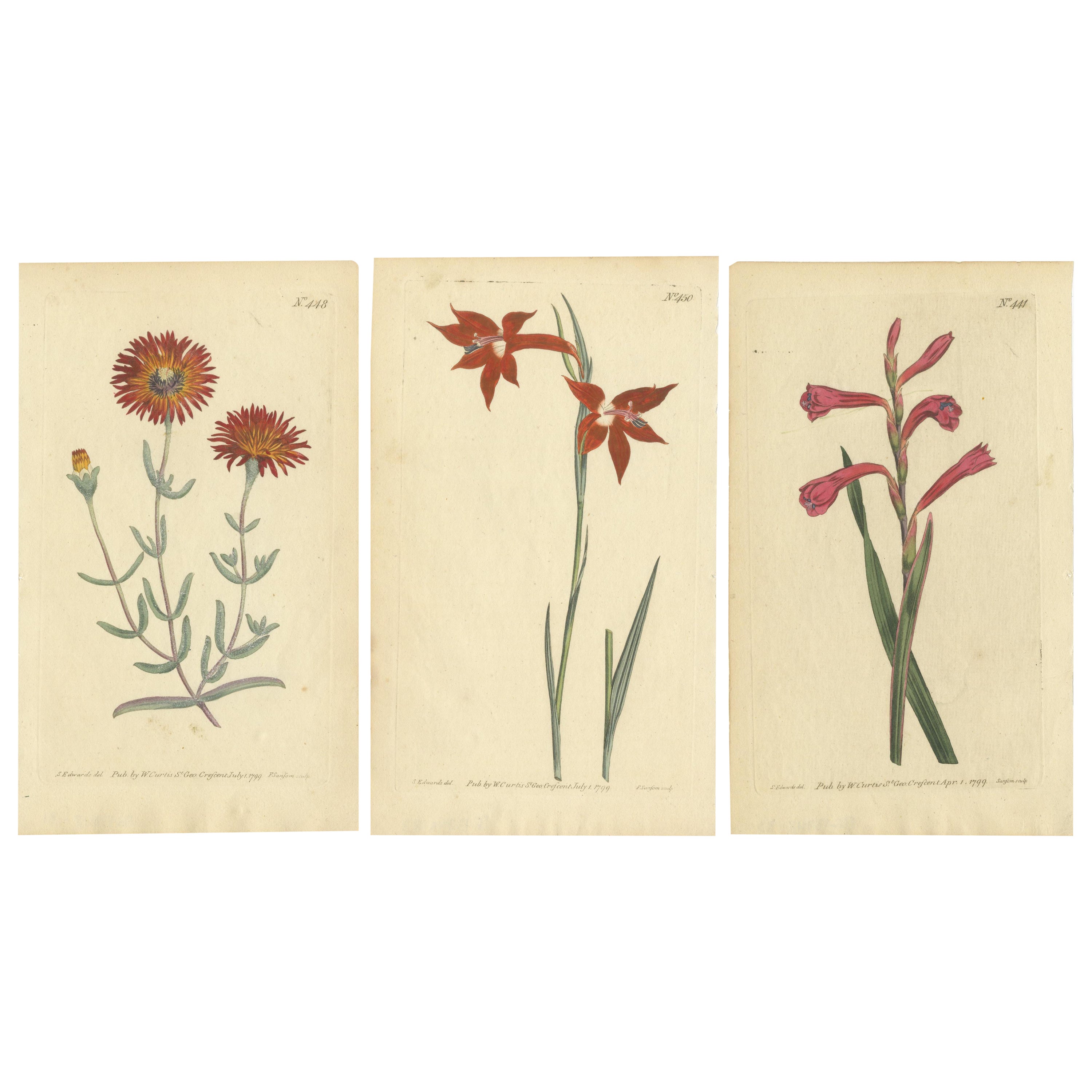 Antique Prints of Red Gladiolus, Purple Gerbera Daisy and Pink Canna Lily, 1799 For Sale