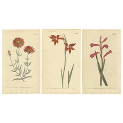 Antiquités représentant un glaïeul rouge, une marguerite gerbera pourpre et un lis rose, 1799