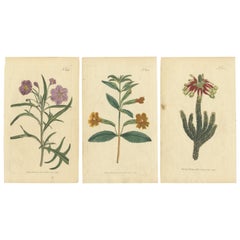 Used Old Purple Jacob's Ladder, Golden Monkeyflower and Red Kangaroo Paw Prints, 1797