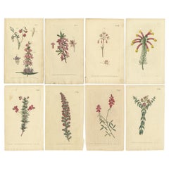 Grabados Botánicos Antiguos de Flores Europeas, Circa 1800