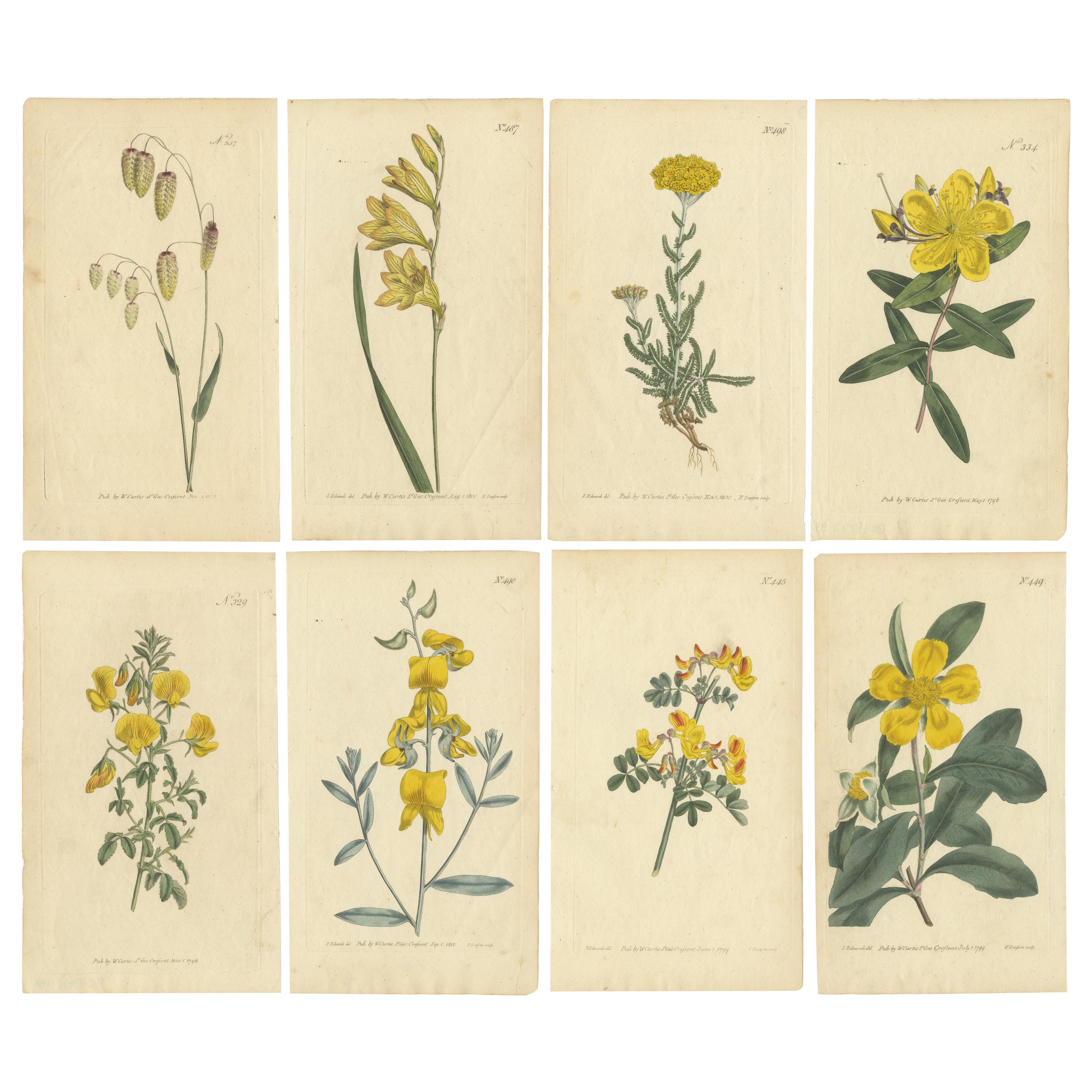 Illustrazioni botaniche d'epoca di piante medicinali e ornamentali, circa 1800