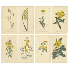 Ilustraciones botánicas antiguas de plantas medicinales y ornamentales, hacia 1800