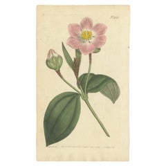 Elegant Pink Quill in Full Bloom: An 18th Century Botanical Ilustration