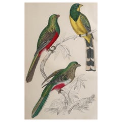 Original Antique Print of Couroucoui, 1847 Unframed