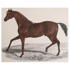 Original Antique Print of a Racehorse, 1847 'Unframed'