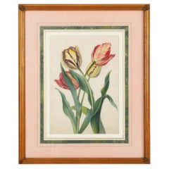 Britisches botanisches Aquarell aus Tulpen