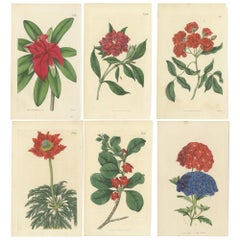 Exquisite 1818 Handcoloured Botanical Engraving Collection by Curtis