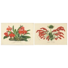 Impressions botaniques anciennes de Scarlet Sophronitis et de fleurs tropicales, vers 1845