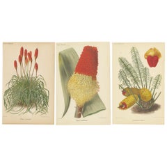 Exquisite Botanicals from Revue Horticole: A 19th-Century Garden Showcase