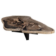 Tavolino da centro o da caffè in Wood pietrificato del Miocene con forma e base organica