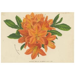 Flores encantadas: Obras maestras del arte botánico del Florilegio de Van Houtte