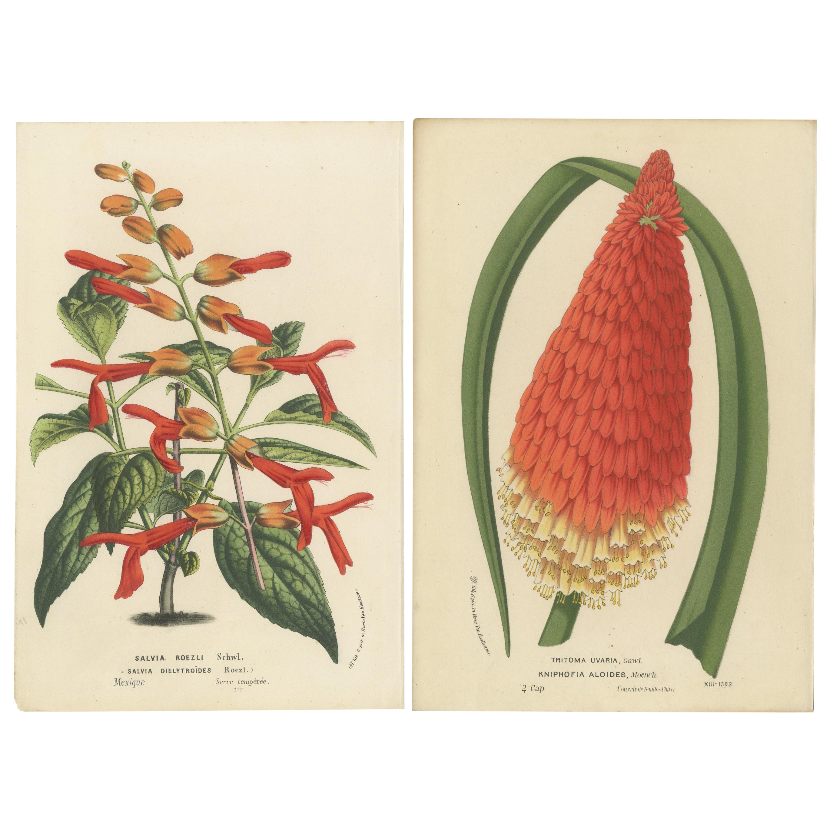 Vivid Visions : Roezl's Sage and Red Hot poker in Botanical Art, circa 1875 en vente