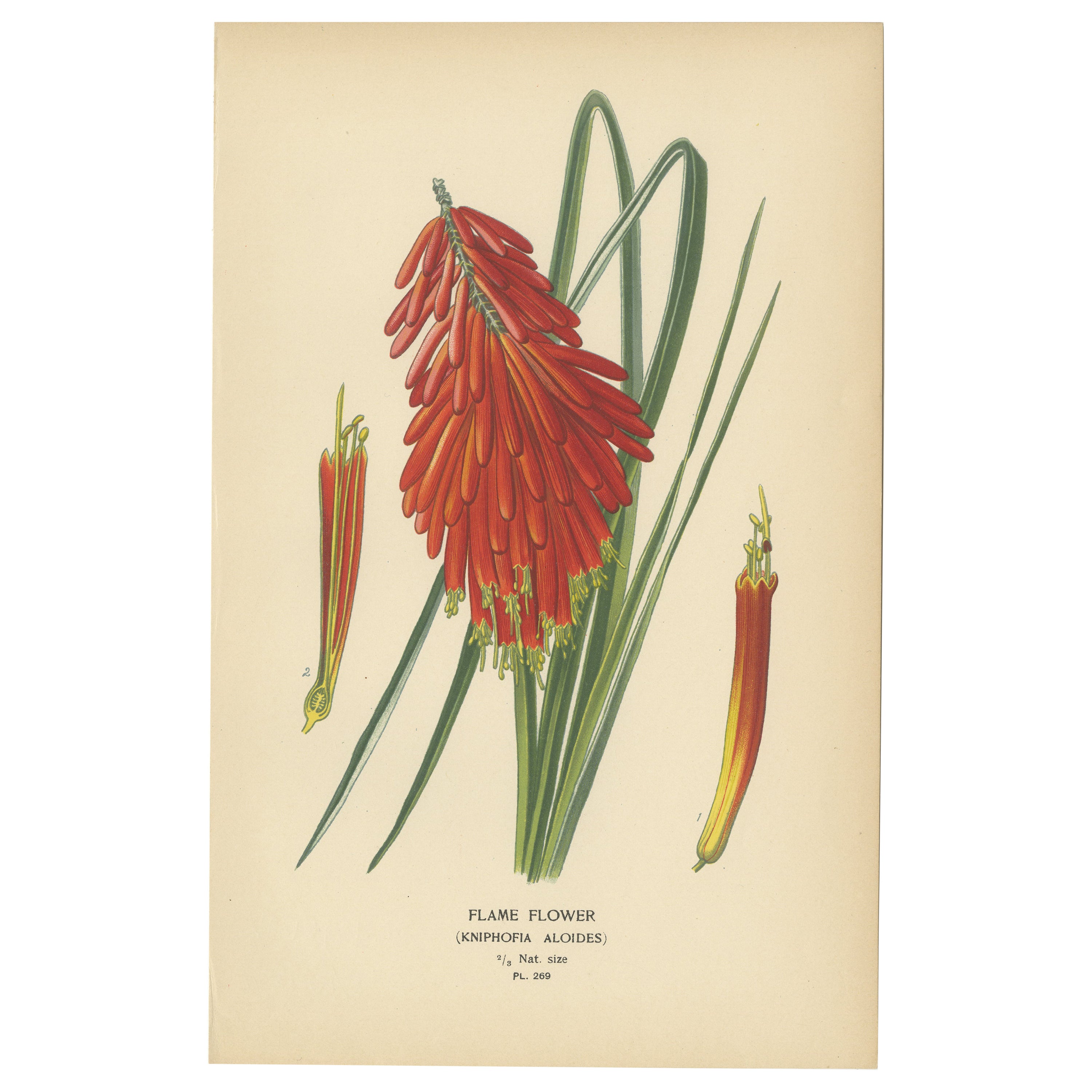 1897 Chromolithograph of the Flame Flower from Step's Botanical Collection