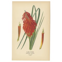 1897 Chromolithograph of the Flame Flower from Step's Botanical Collection