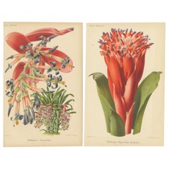 Atemberaubende Bromelien: Queen's Tears und Flaming Torch in kunstvoller Präsentation, um 1855