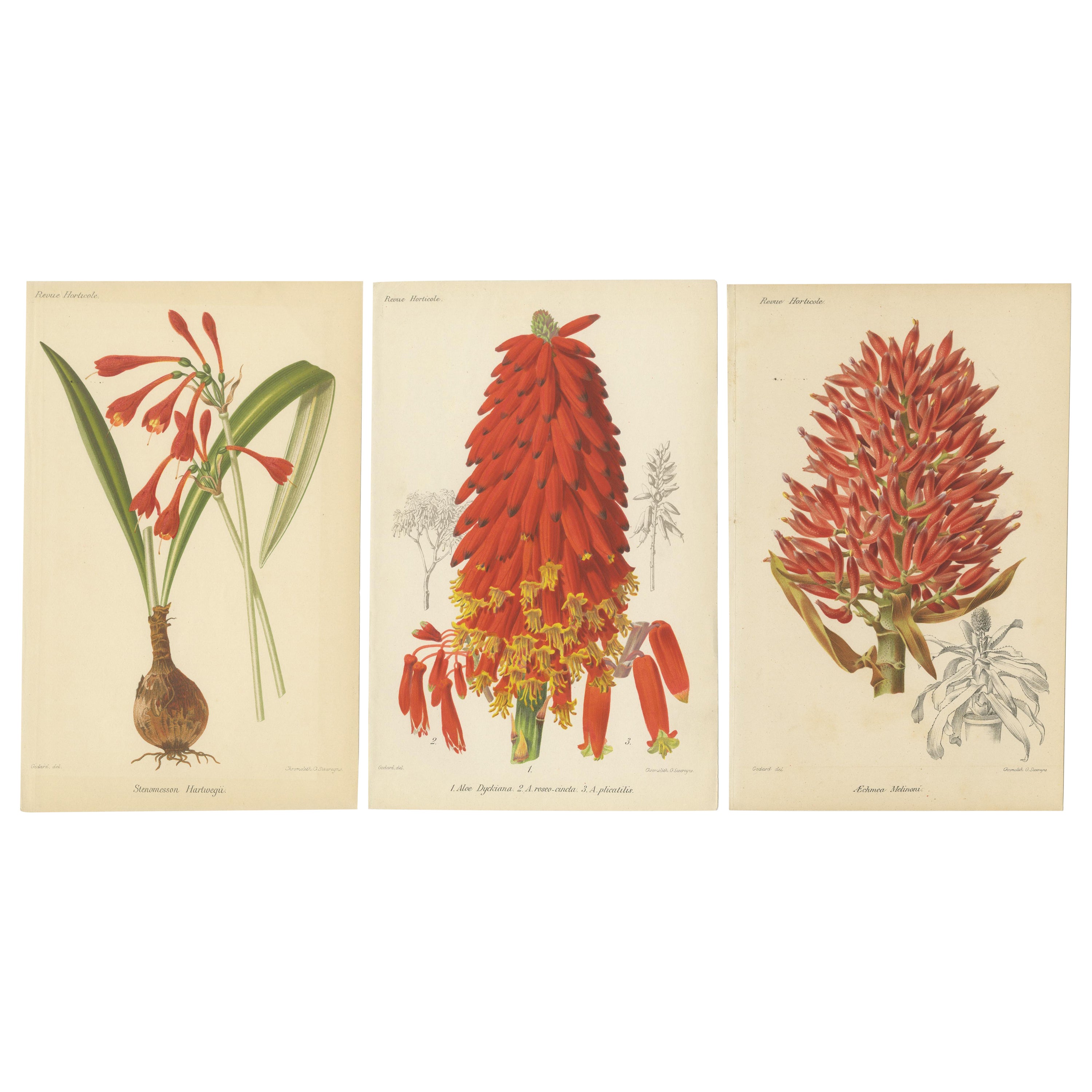 Exotic Splendor: Hartweg's Sage, Flaming Torch, and Melinoni's Bromeliad, c.1855 For Sale