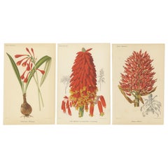 Exotische Pracht: Hartweg's Sage, Flammende Fackel und Melinoni's Bromelie, um 1855