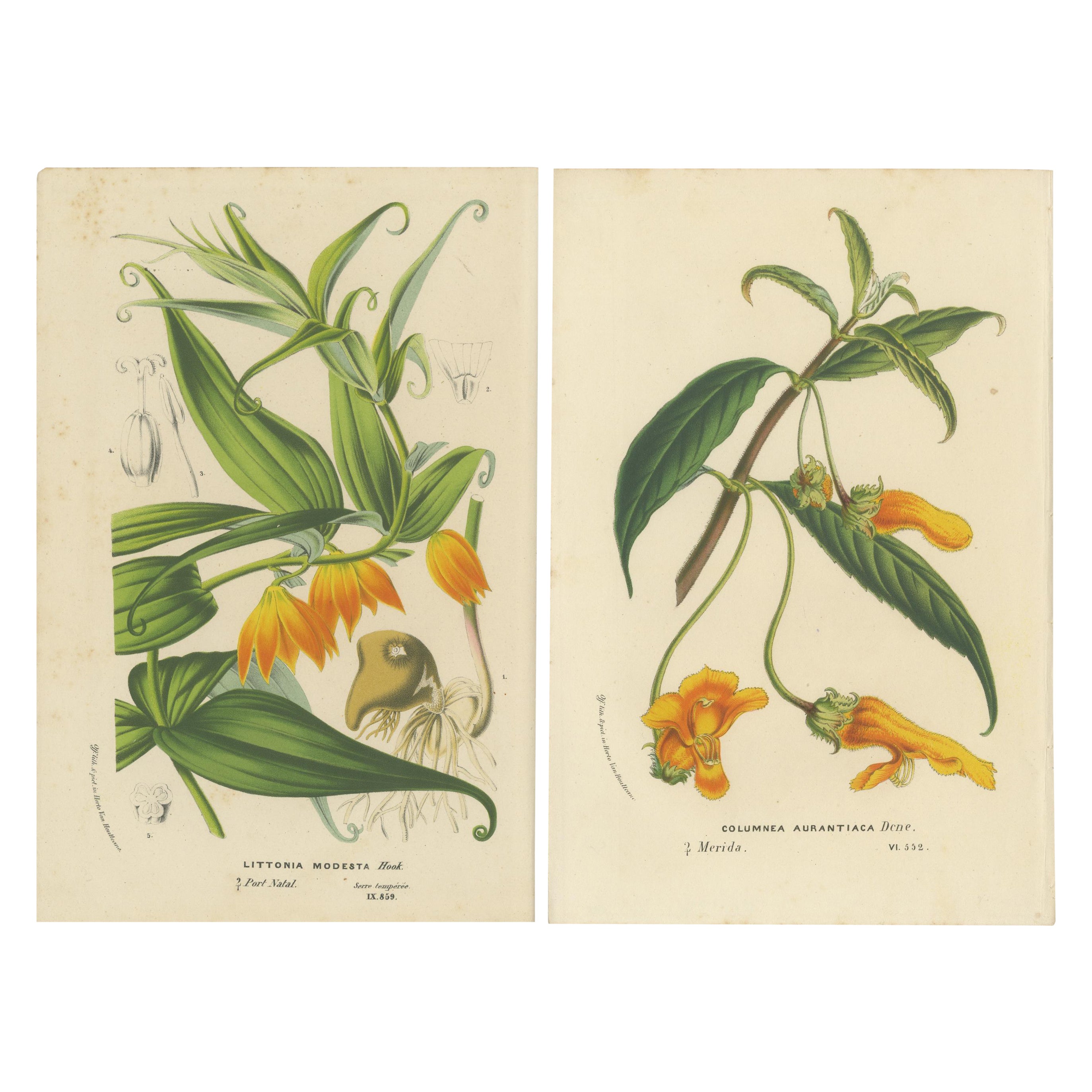 Exquisite Flora: Natal Lily and Golden Trumpet Vine in Artistic Display, c.1855