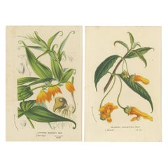 Exquisite Flora: Natal Lily and Golden Trumpet Vine in Artistic Display, c.1855