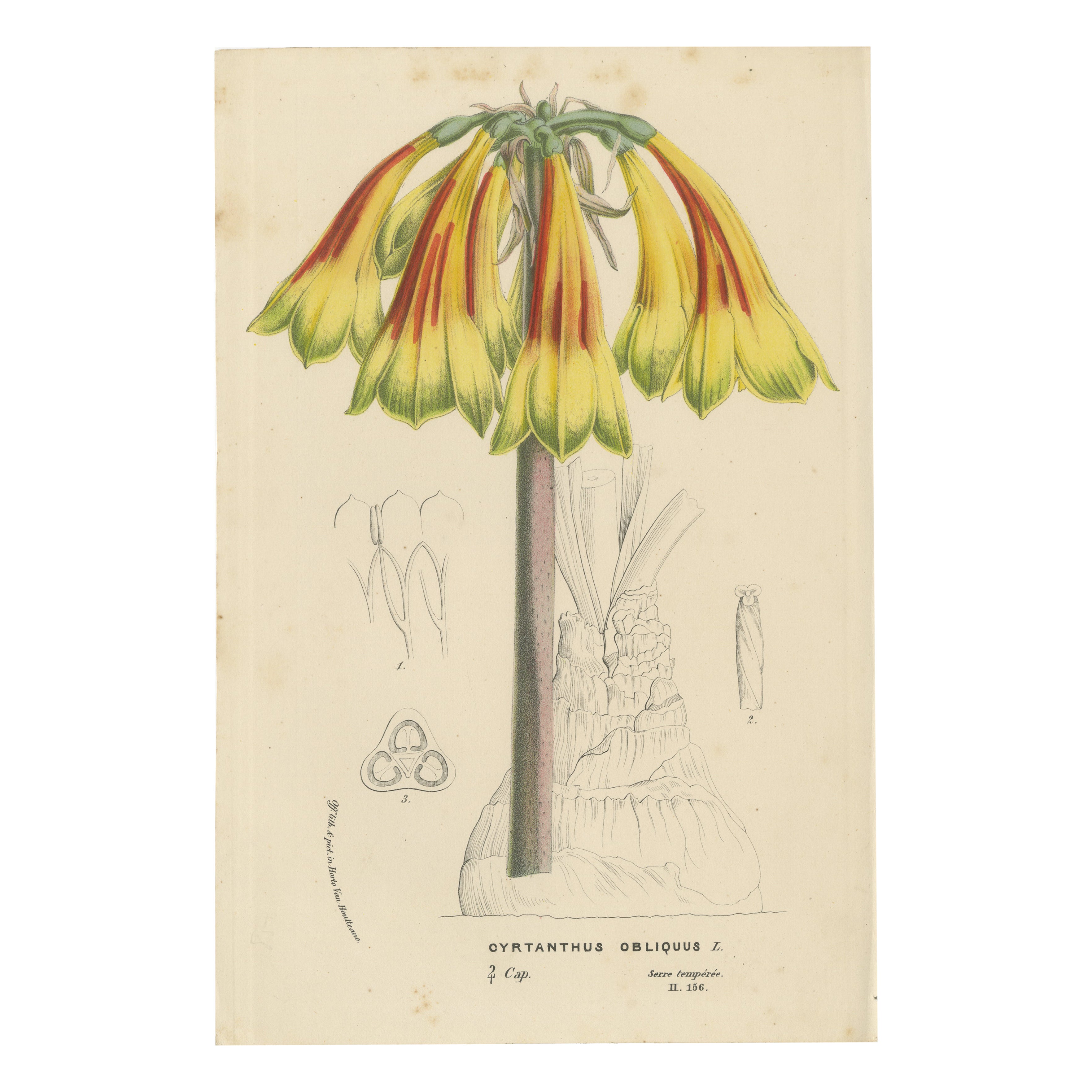 Fiery Elegance: The Fire Lily in Vintage Botanical Art, circa 1875