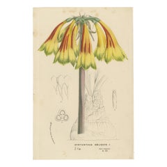 Fiery Elegance: The Fire Lily in Vintage Botanical Art, circa 1875