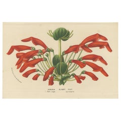 Lederholz-Splendor: A Tropical Display of Dircaea Blashii, veröffentlicht 1875