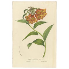 Alstroemère grimpant : A Spectacle of Color and Form, Publié vers 1875