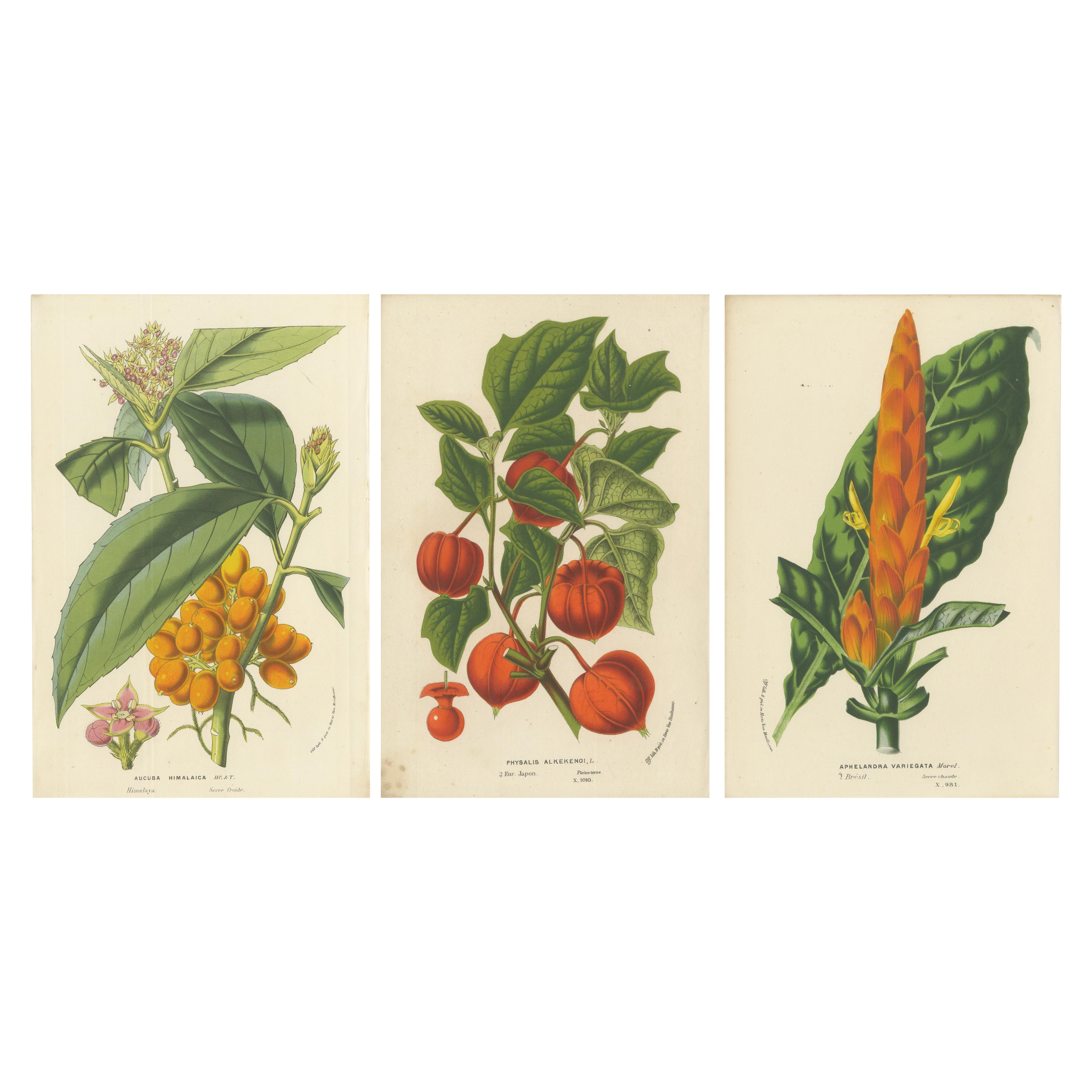 Van Houtte's Botanical Elegance: A Trio of Exotic Flora, Published in circa 1875